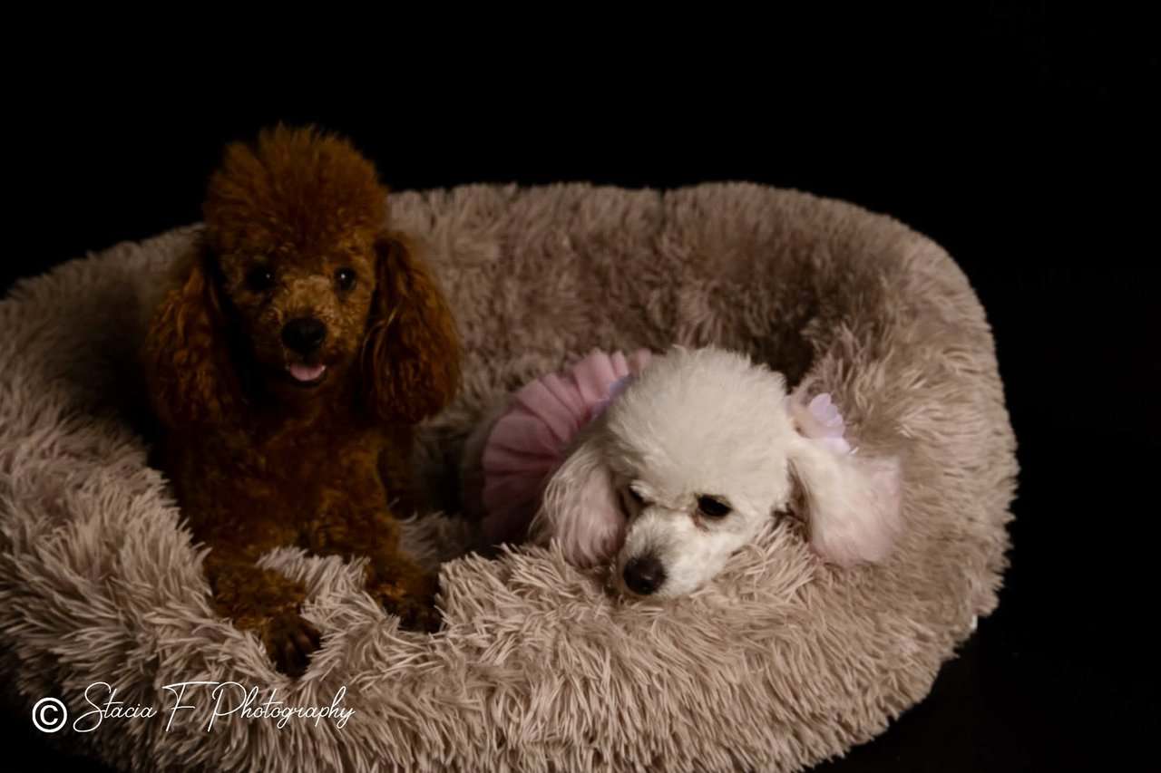 Toy Poodles DNA checked mom and Dad on Site image 8