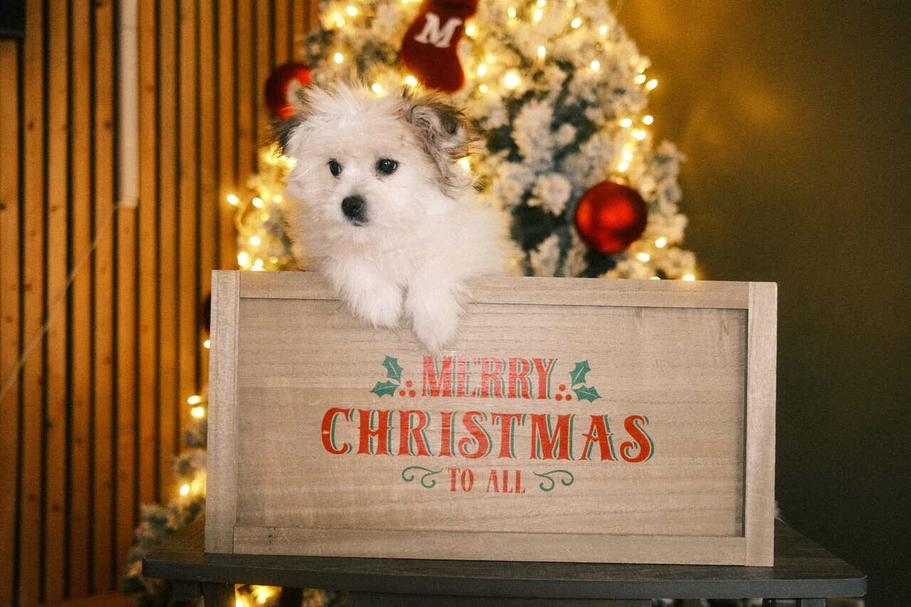 Pomeranian Puppy image 1