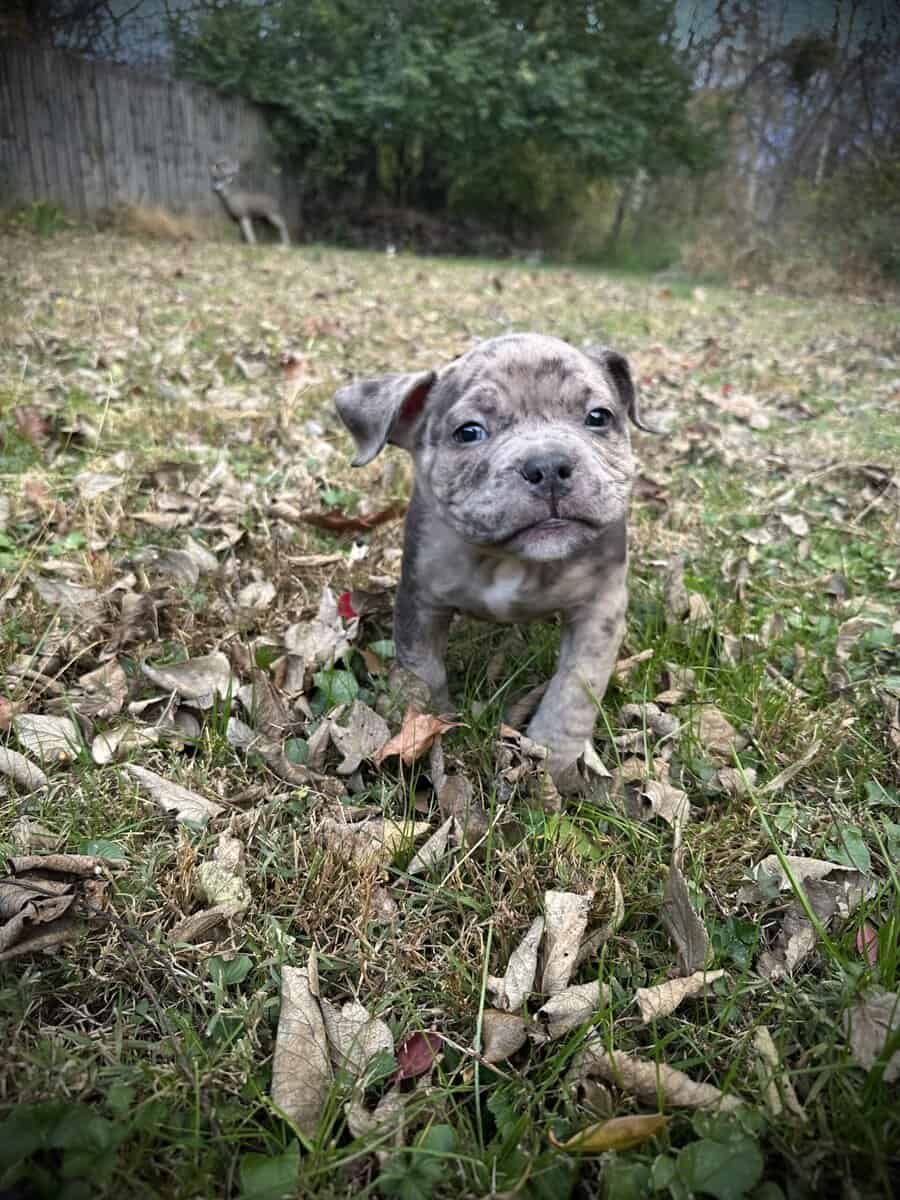 Maverick (Champion Bloodline) image 7