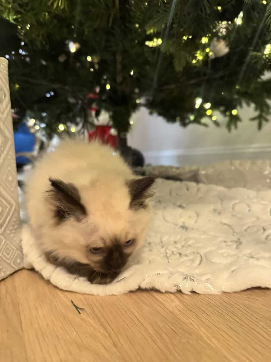 ragdoll kitties image 3