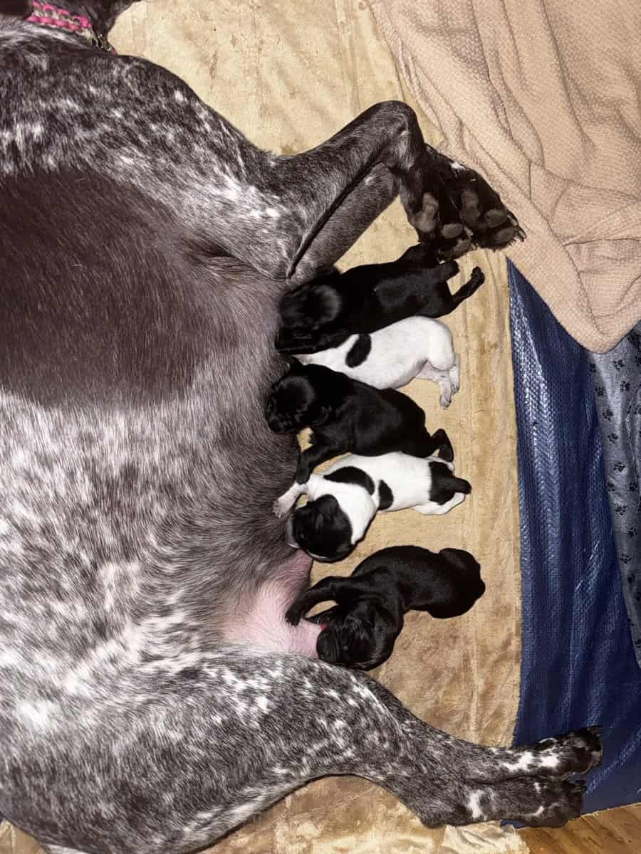 German Shorthair Pointer Litter image 3