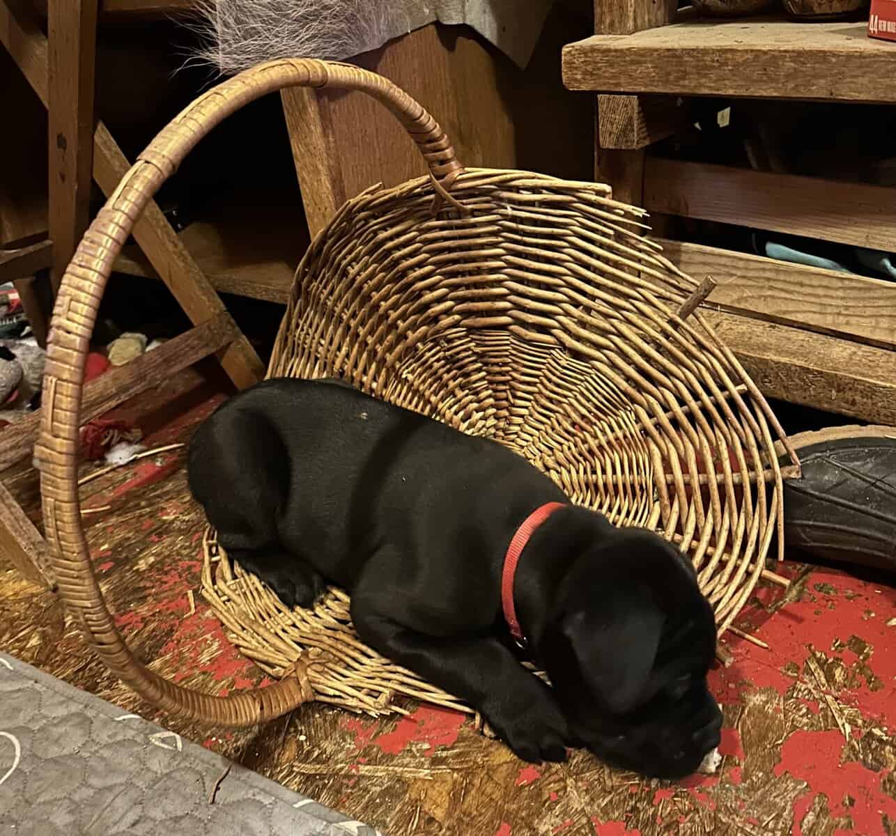 Cane Corso puppies available image 2