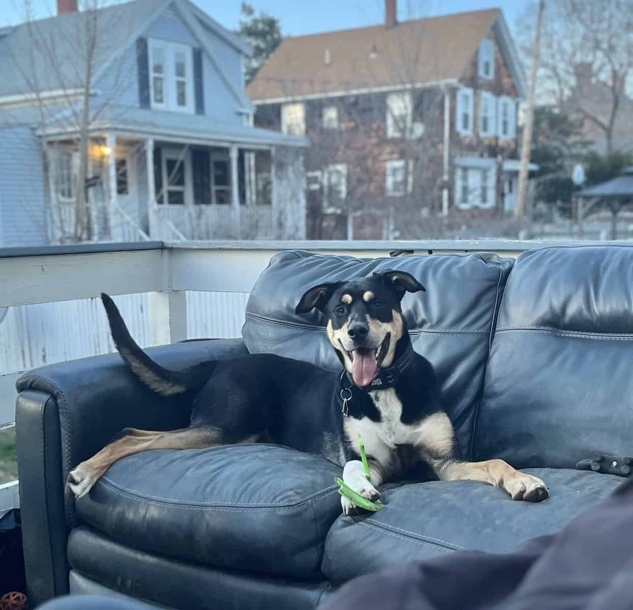 Looking for a new home - mixed breed husky / shep image 3