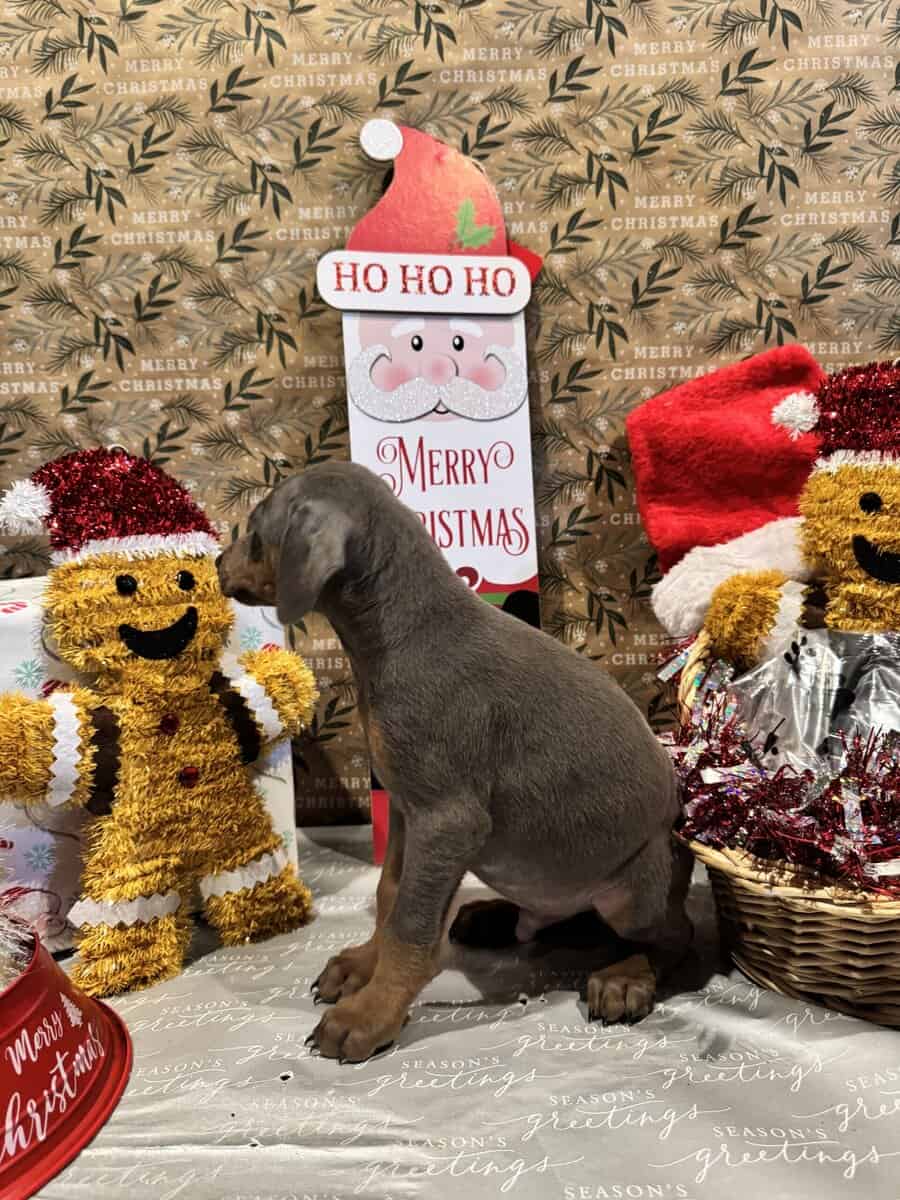 Doberman puppies image 1
