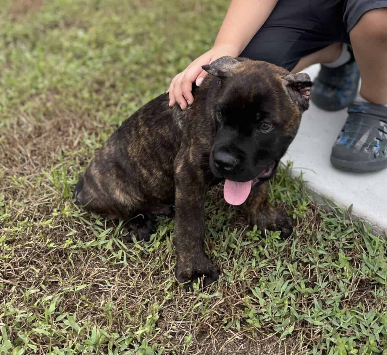 5mo old purebred male Cane Corso image 5