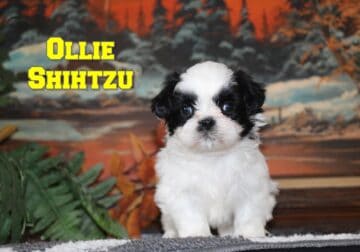 Ollie Male Shihtzu