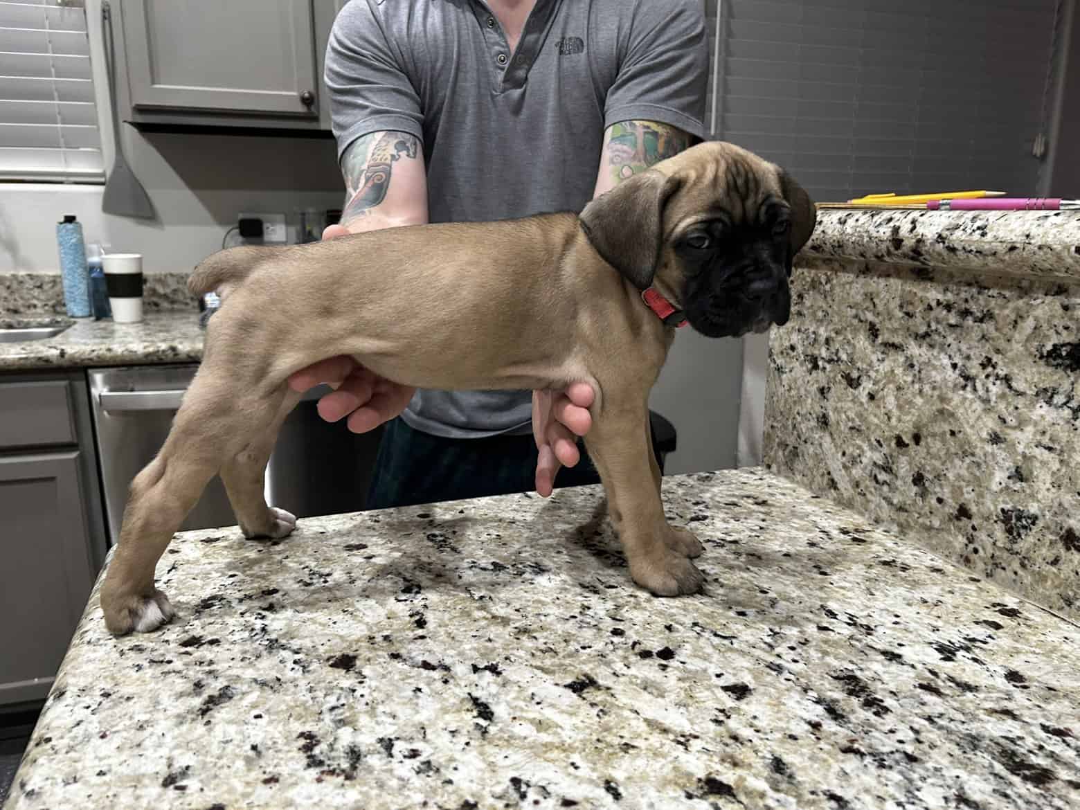 CCC's Kennel Cane Corso Puppies image 7