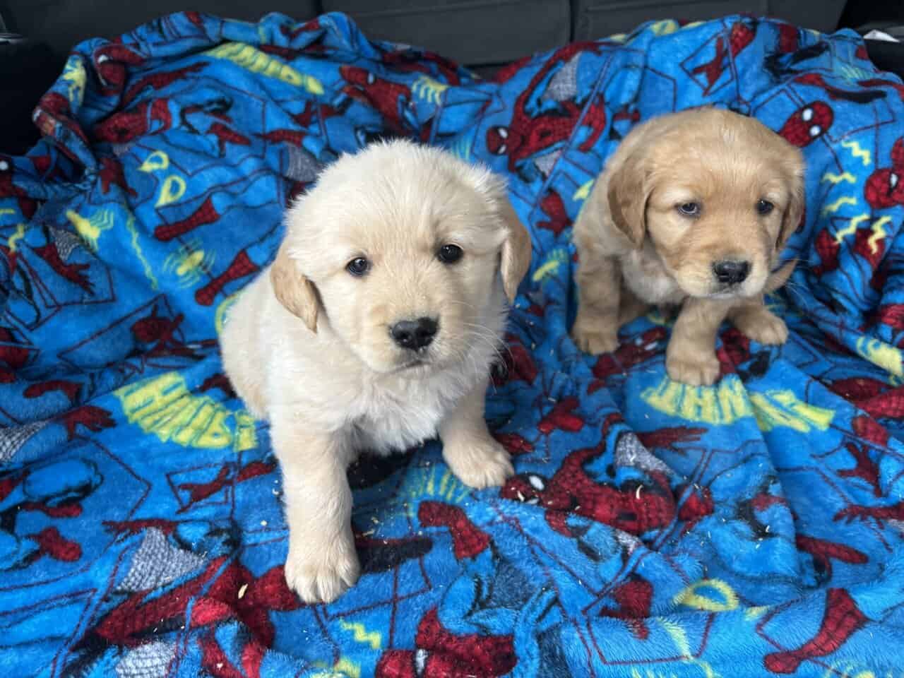 AKC Golden Retriever puppies image 2