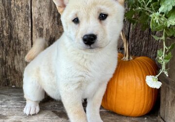 Olive Female Shiba Inu