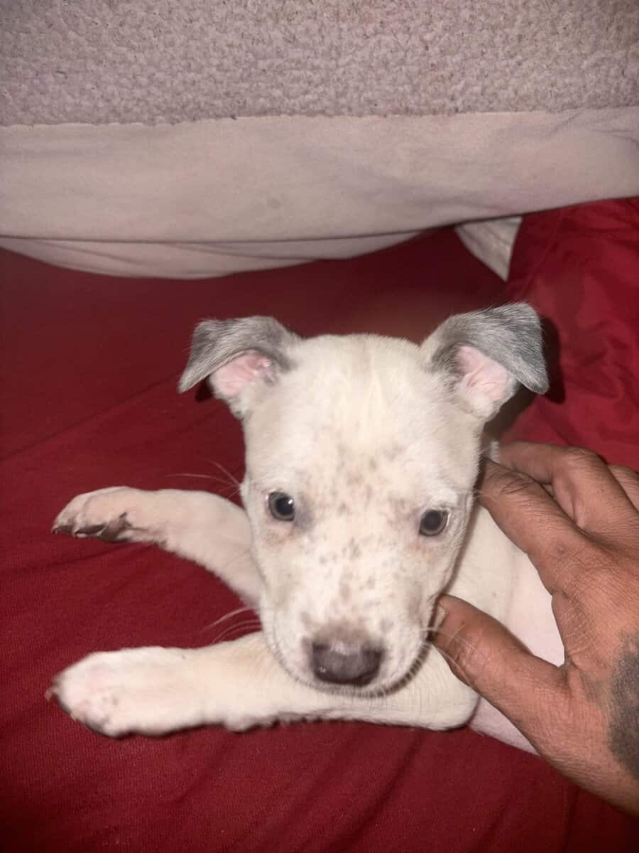 American pitbull terrier/Sharpei mix image 2