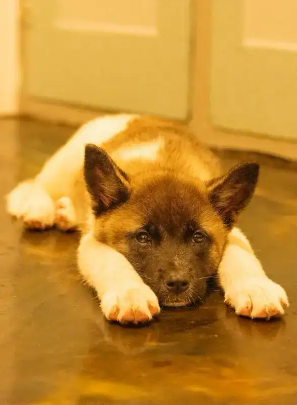 Puppy: Tokyo image 2