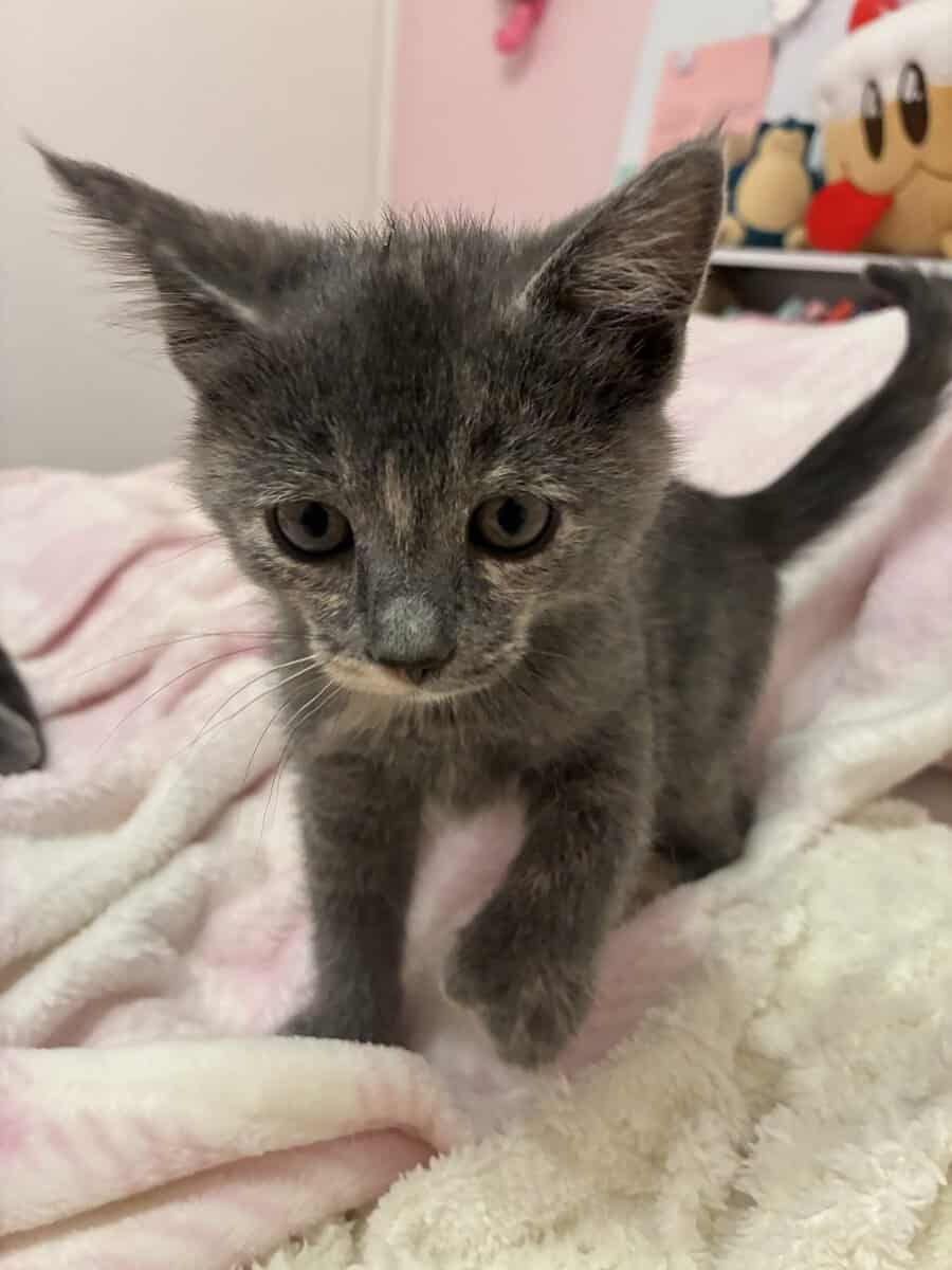 Kittens need a home image 3