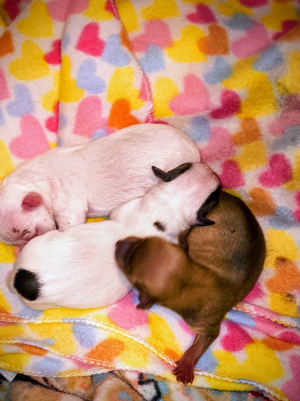 TOY Chihuahua Puppies – Ready Christmas Eve! ✨🎄 - image 1