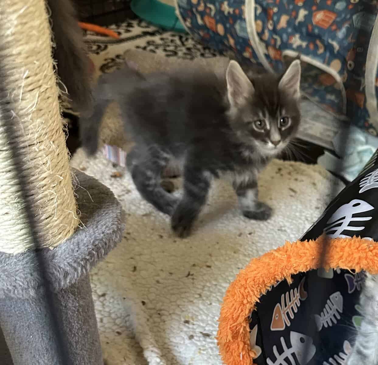Mainecoons image 5