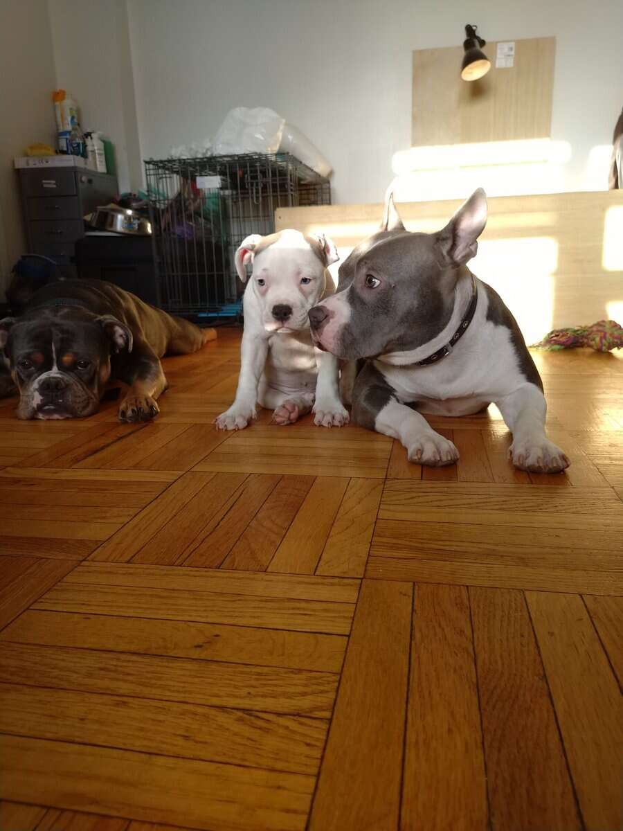 Pocket Bully Puppies • Exotic Colors • Registered image 1