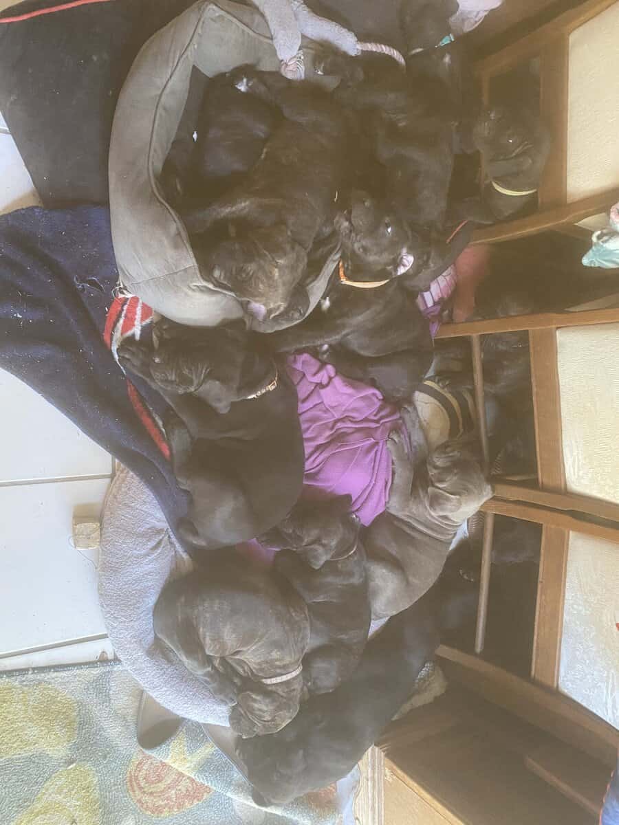 Cane Corso Puppies image 1