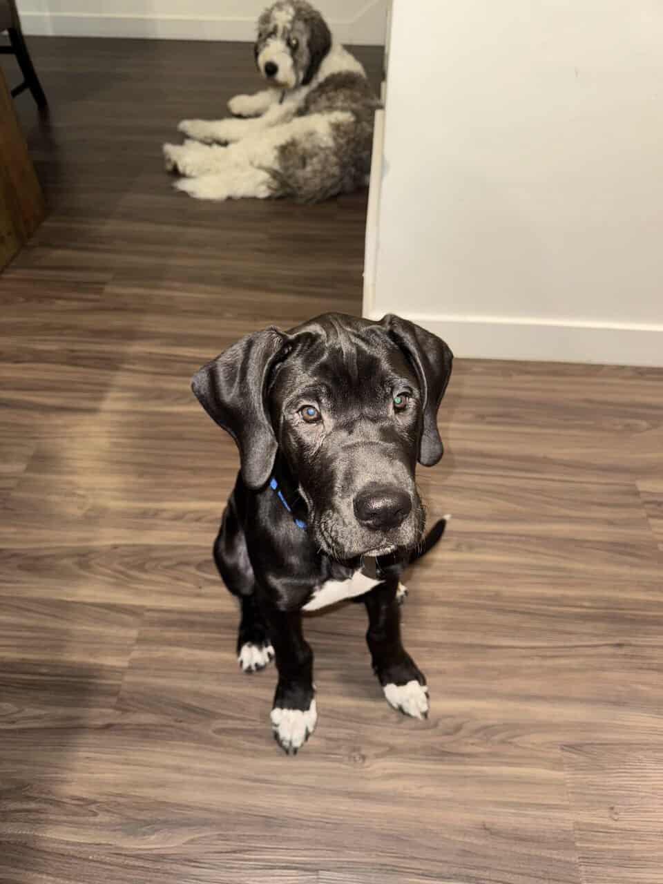 Daniff Puppy image 2