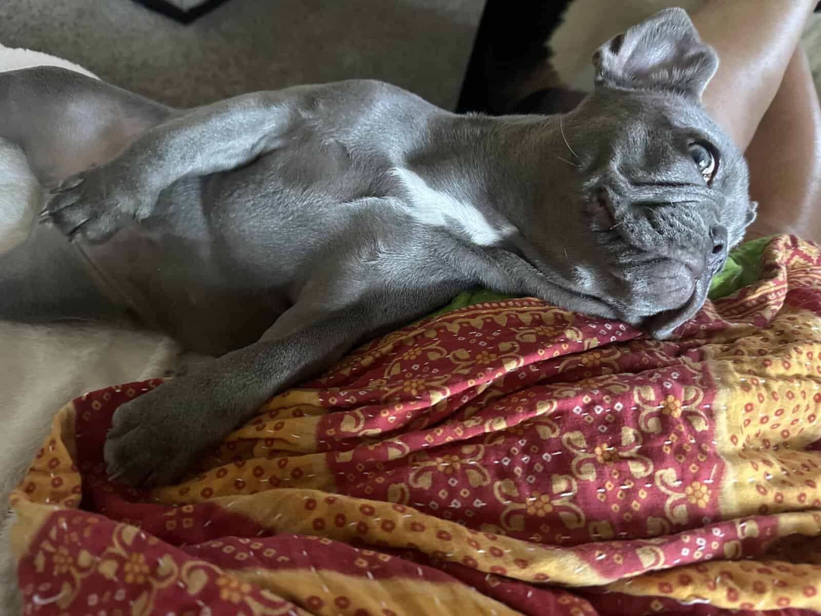 Lilac Female French Bulldog 1 year 5 months image 5