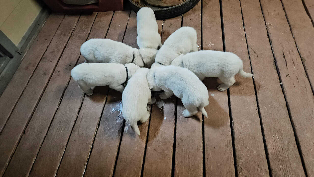 Jindo puppies image 1
