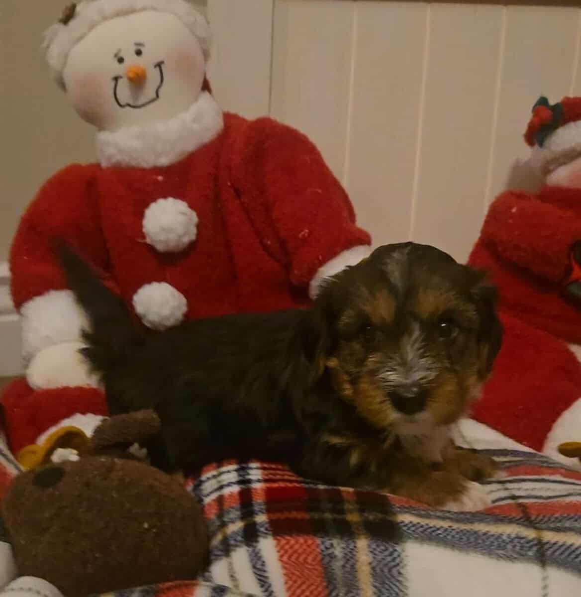 Yorkipoo puppies image 2