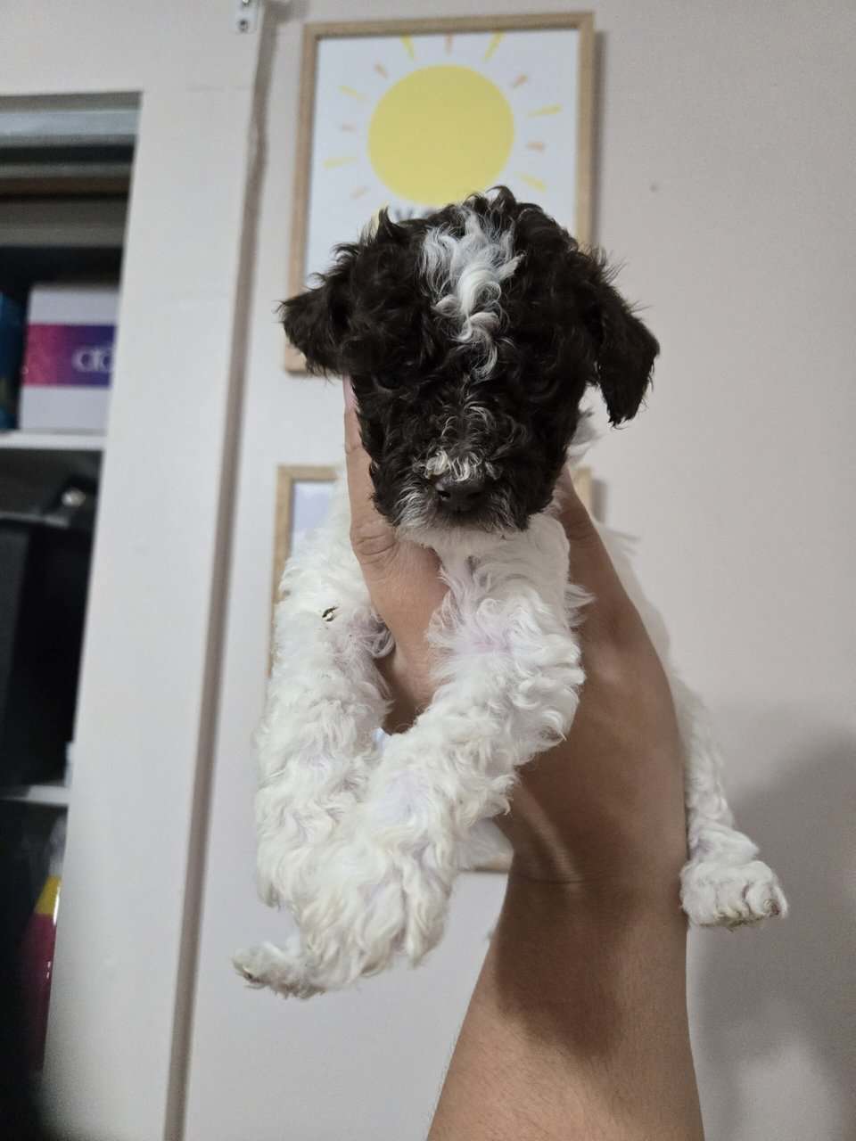 Mini Goldendoodle image 1