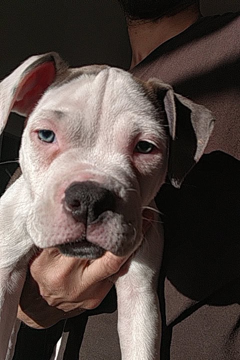 Pocket Bully Puppies • Exotic Colors • Registered image 5