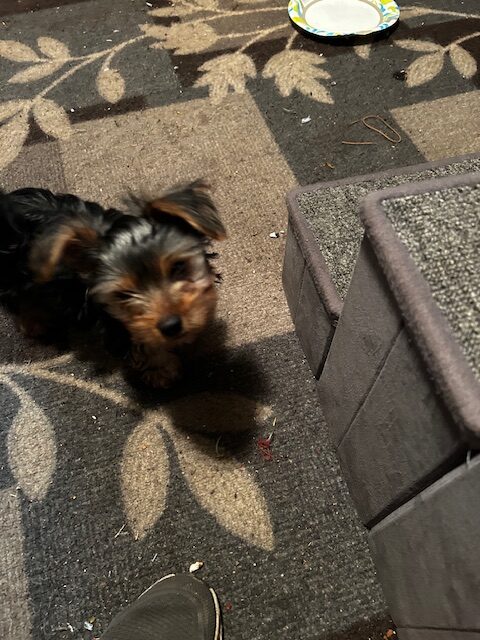 Yorkie for adoption image 1