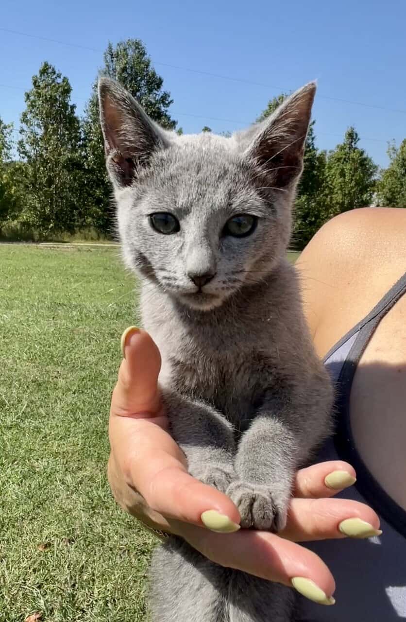 Russian Blue Kitten image 1