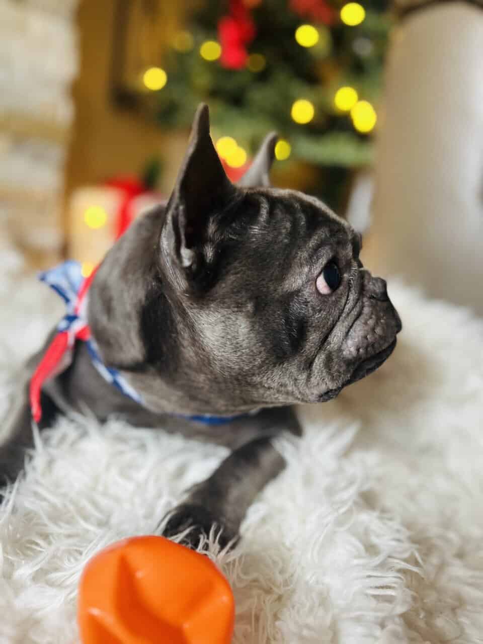 French bulldog image 2