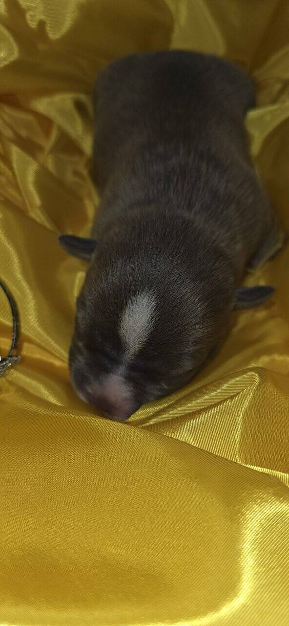 Pit bull puppies image 8
