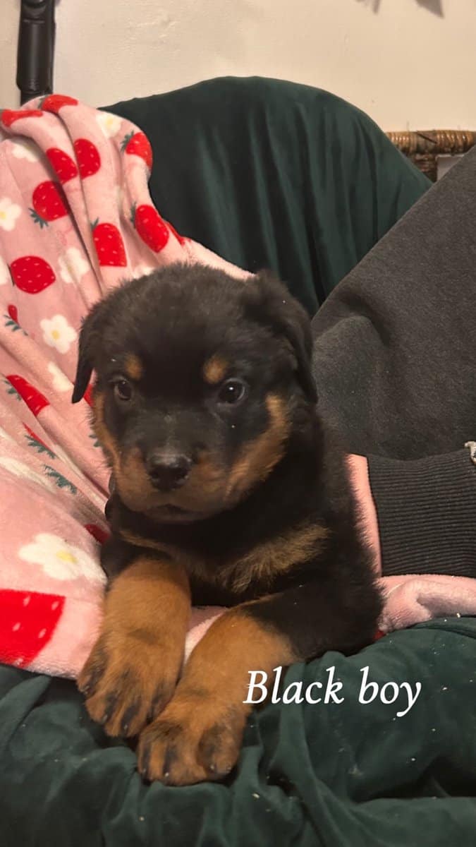 Rottweiler puppies image 8