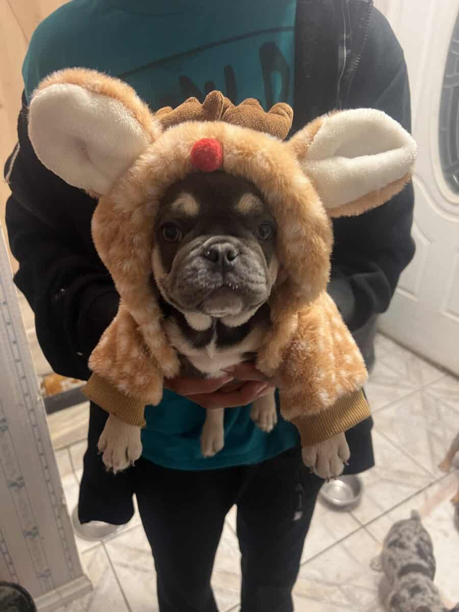 Frenchies image 1