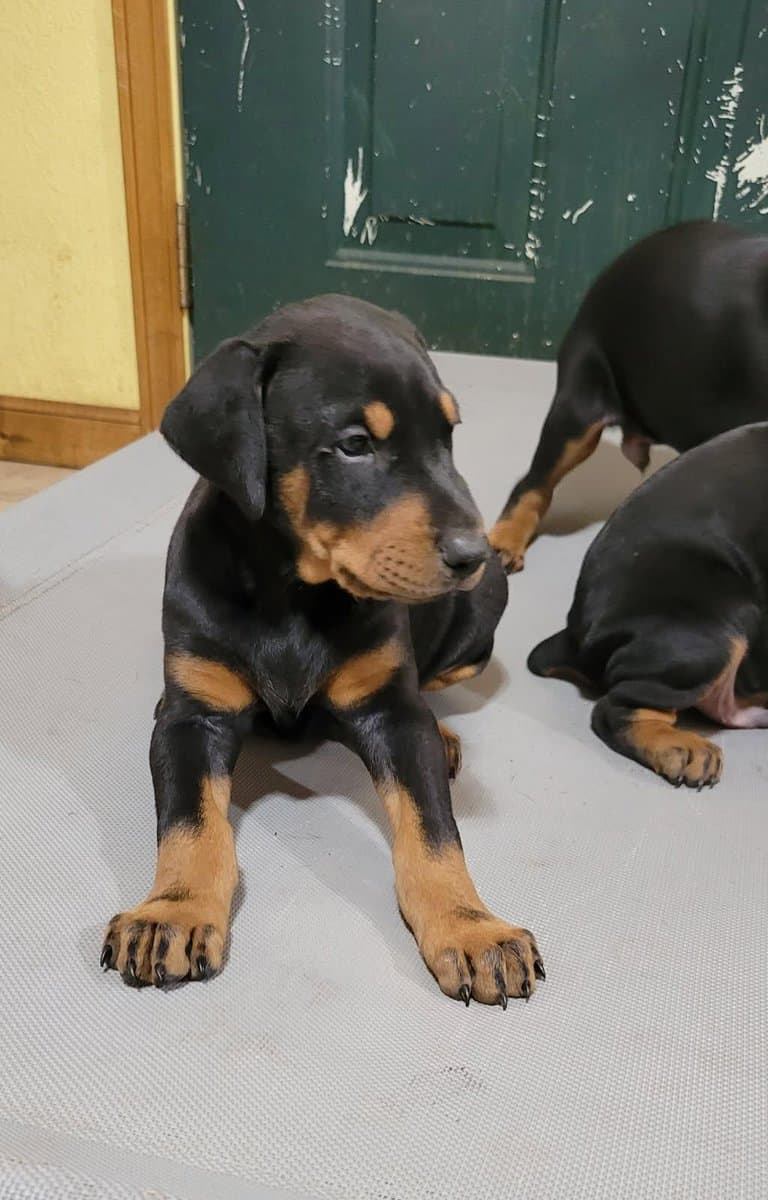 Doberman Puppies image 2