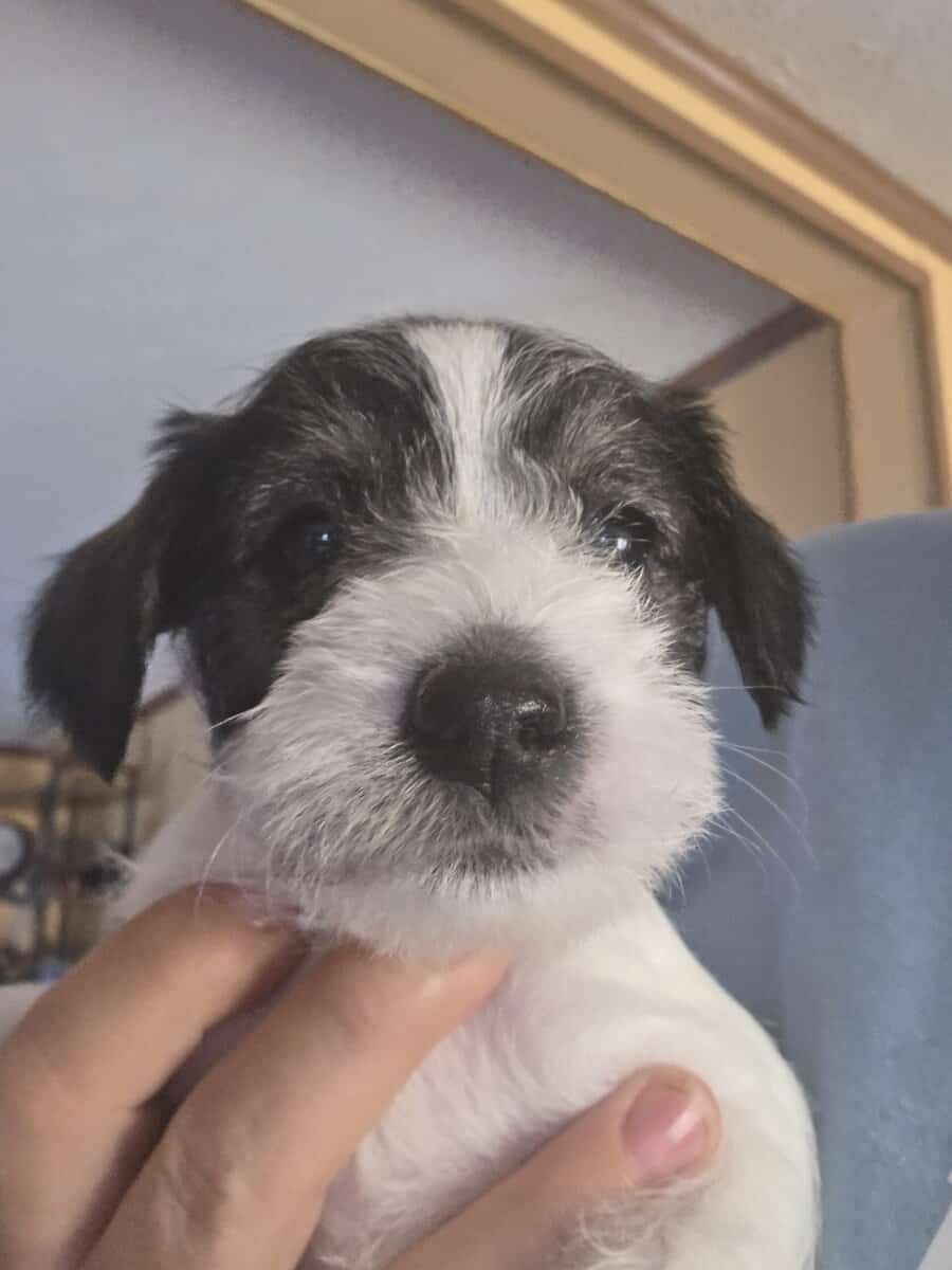 Miniature schnauzer image 3