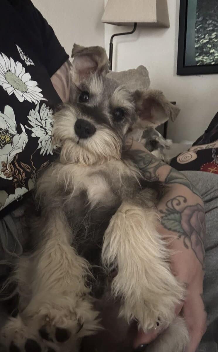 1 left AKC Schnauzer Minis Champion blood image 1