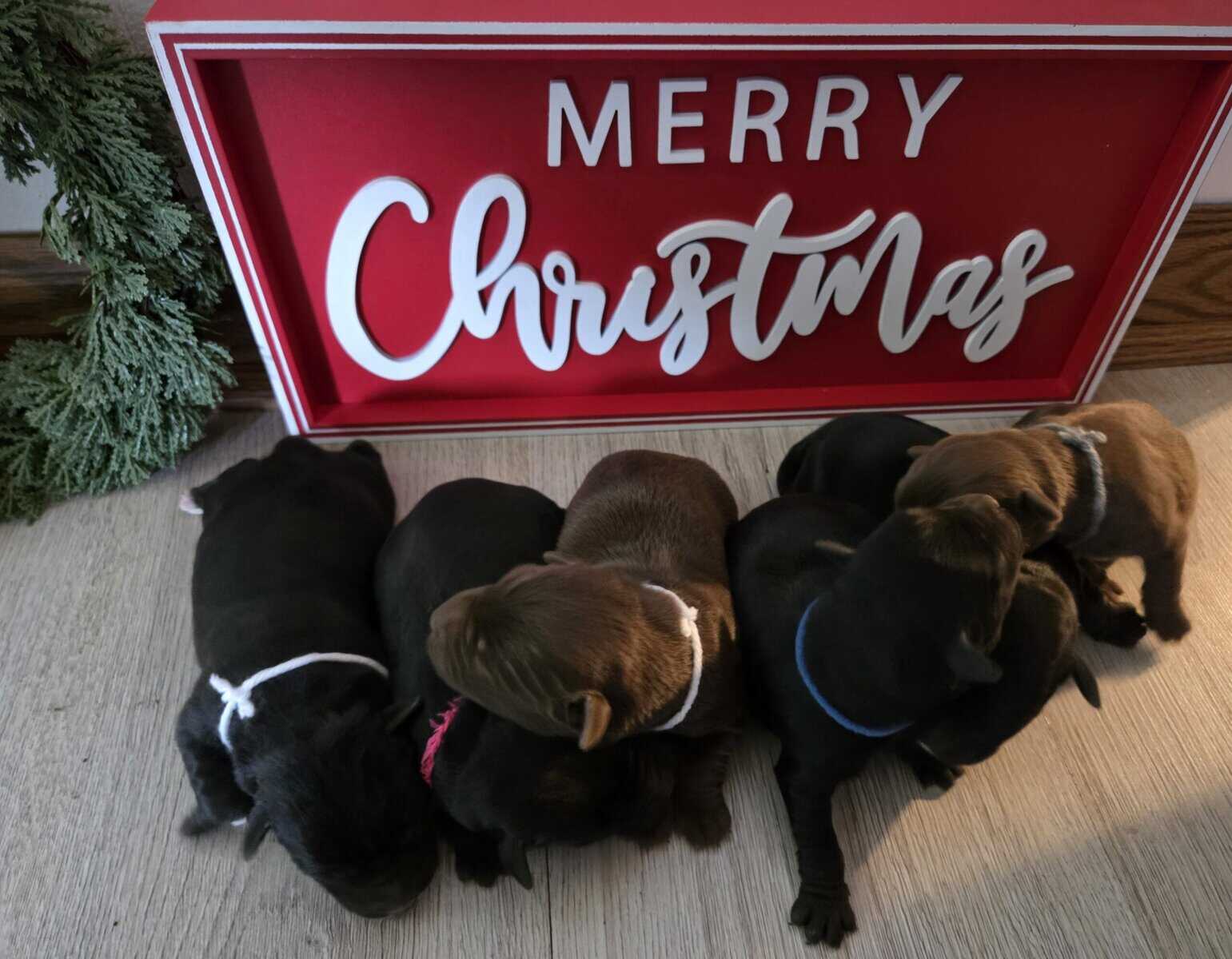 Labrador retriever puppies image 2