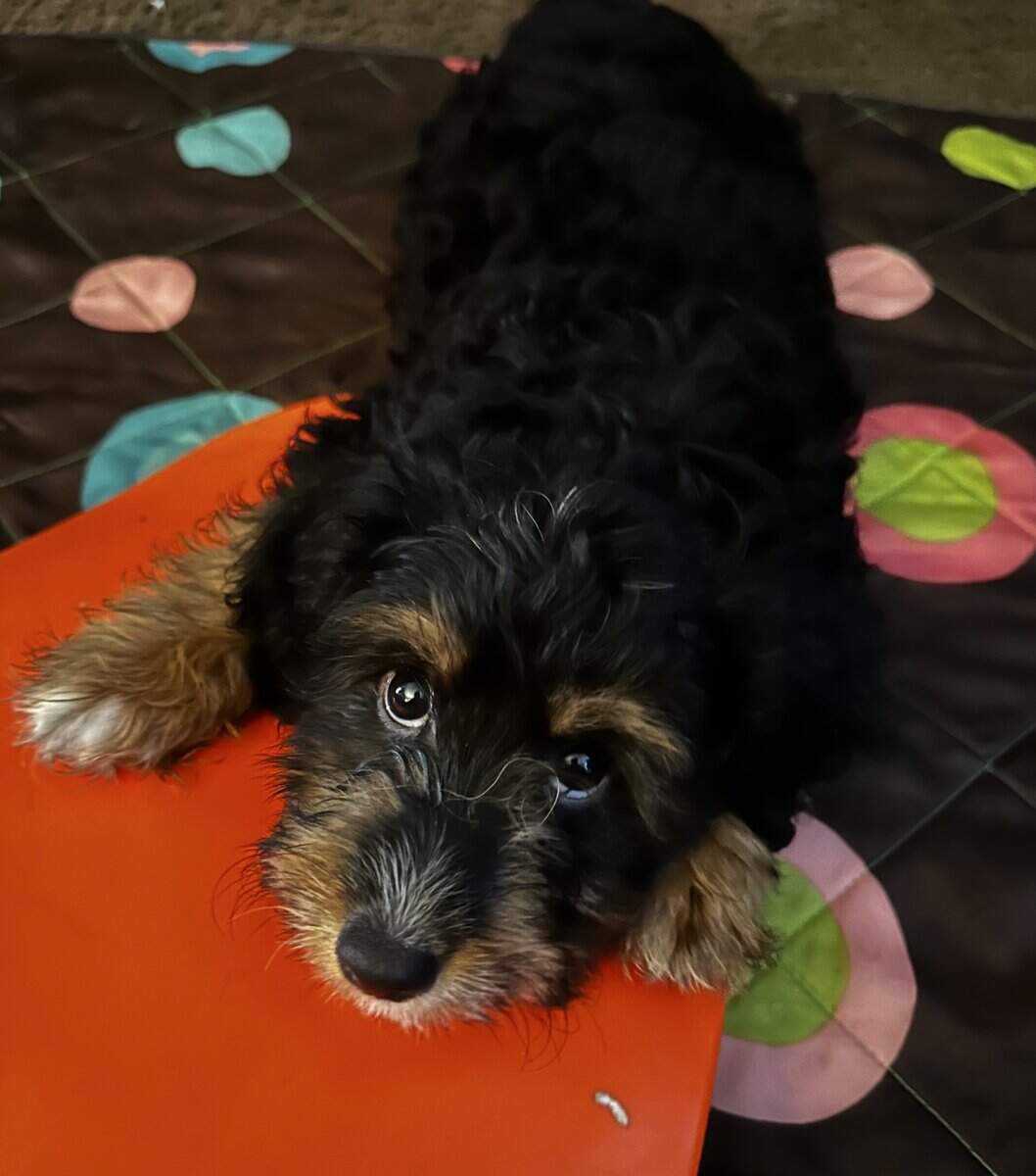 🌟 SADE — Cute, Sweet & Ready for Her New Family! image 4