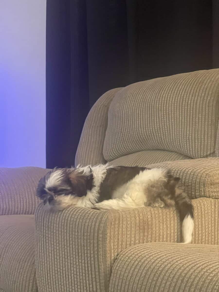 Shih Tzu for sale image 1