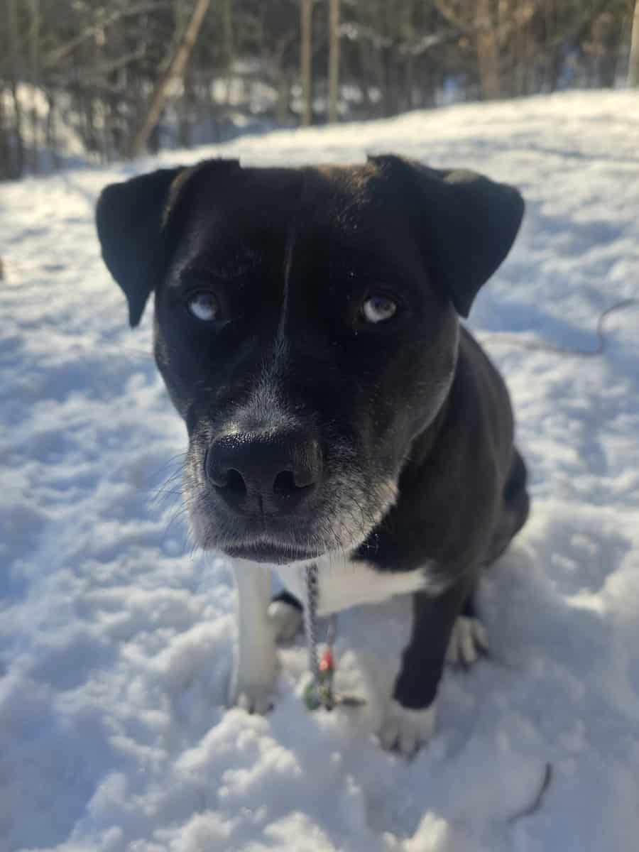 Husky-Lab/American Pitbull Terrier image 3