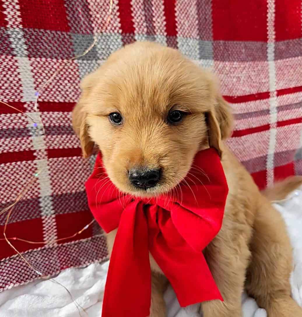 Golden Retriever Puppies image 6