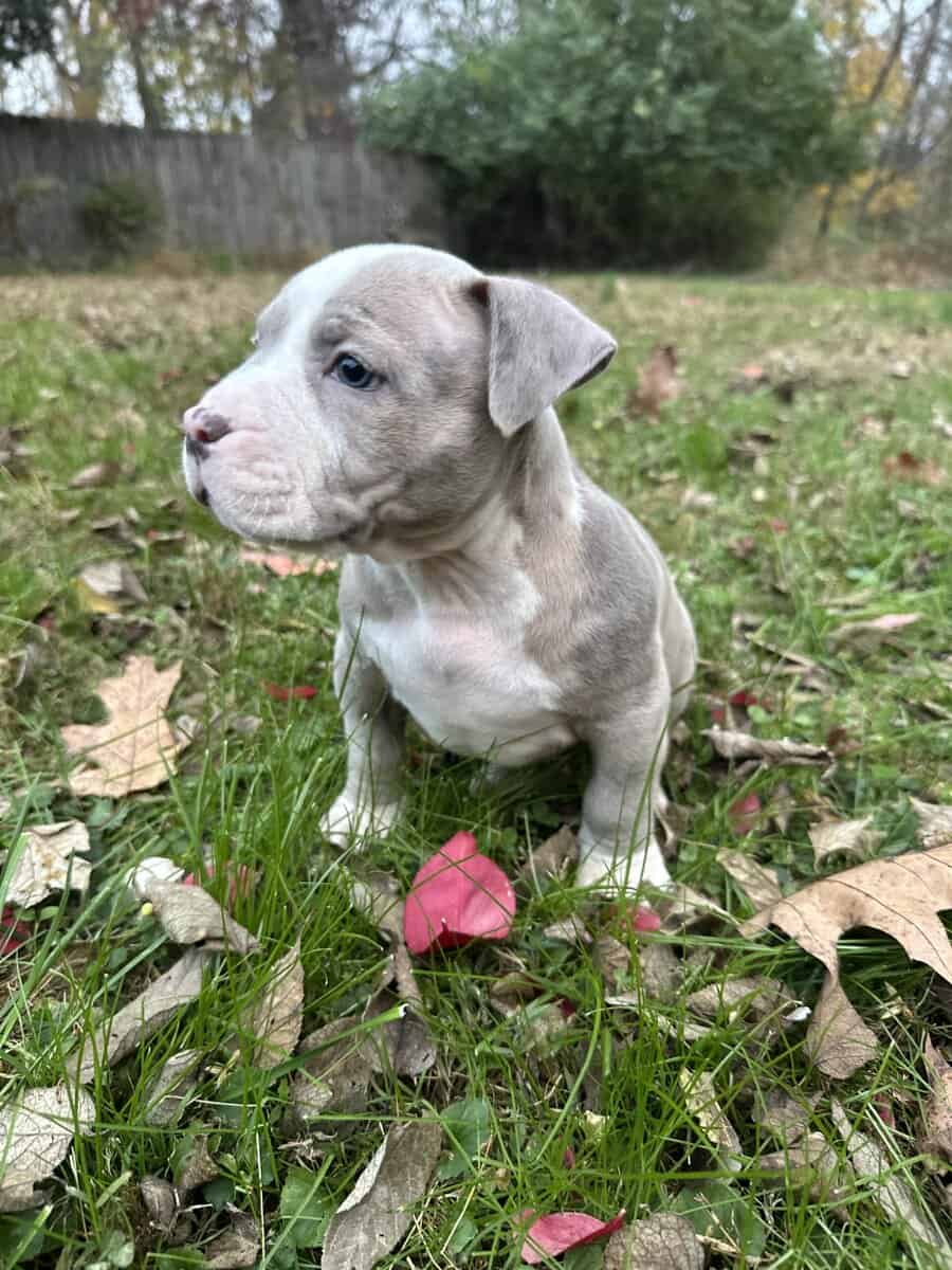 Zelda (Champion Bloodline) image 5