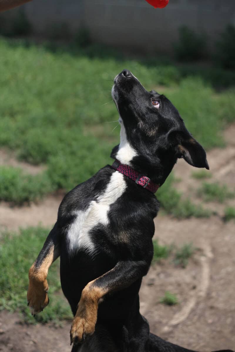 Australian Shepheard Mix image 2