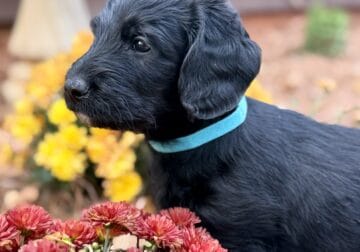 Adorable Goldendoodle/Labbe puppies