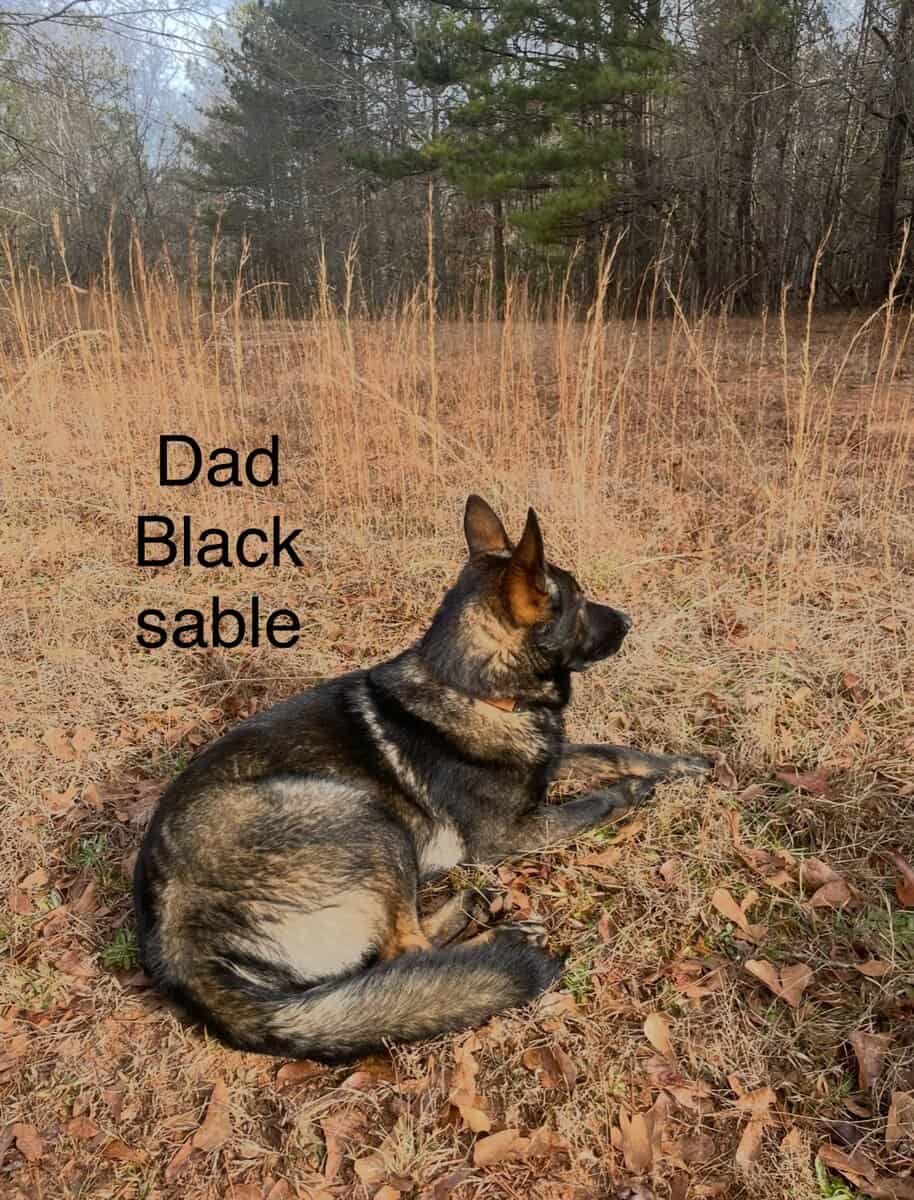 Still available - Purebred German Shepherd Puppies image 12