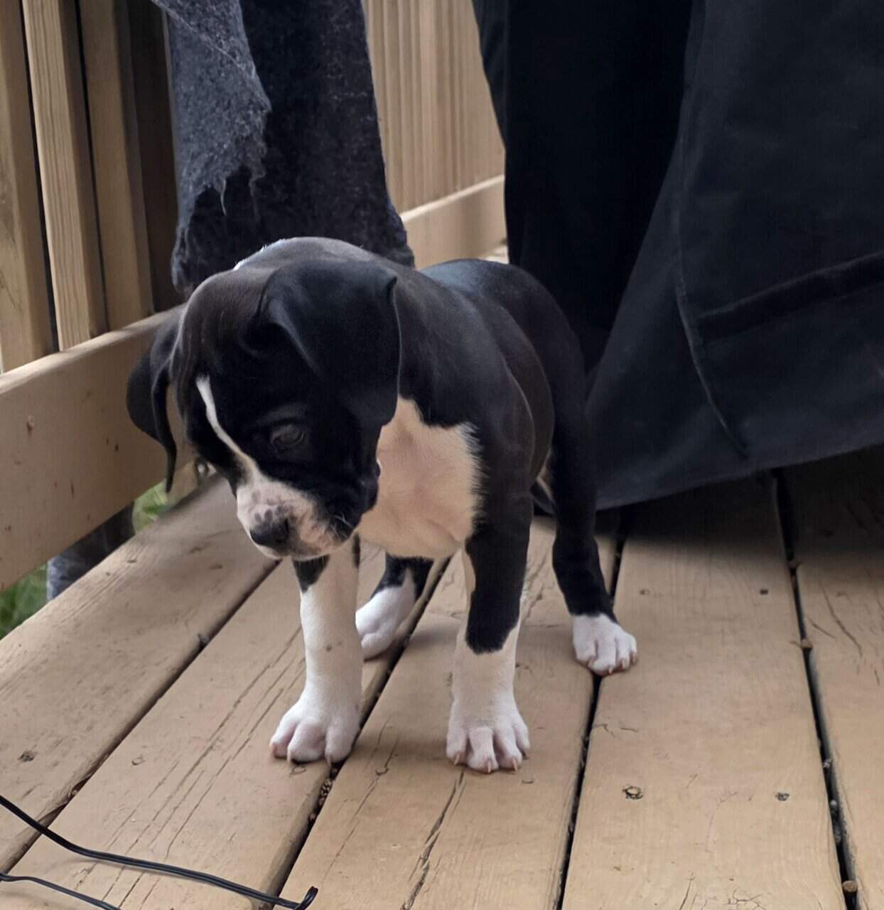 Boxer Puppies image 2