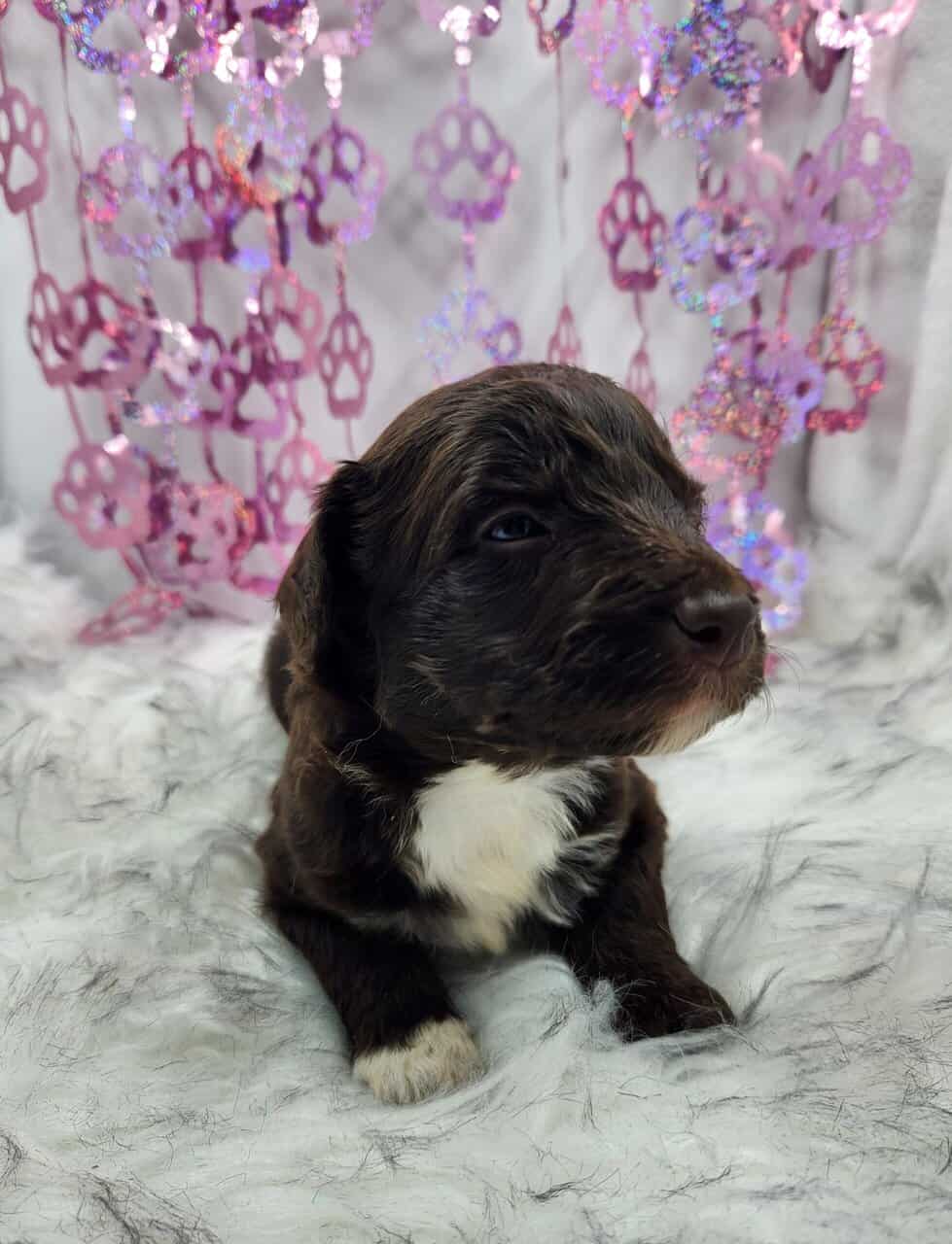 6 Mini Aussidoodles image 17