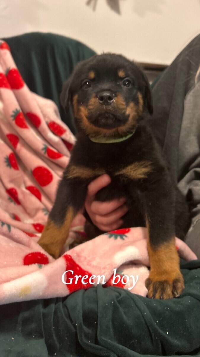 Rottweiler puppies image 5