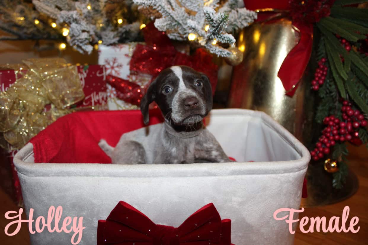 GERMAN SHORTHAIR POINTERS FOR SALE LITTER OF 10 image 5