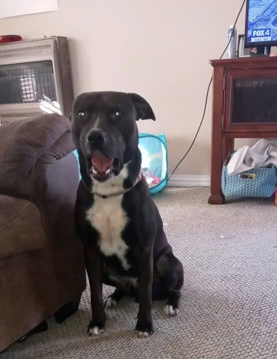 Duke. Needs new home image 2