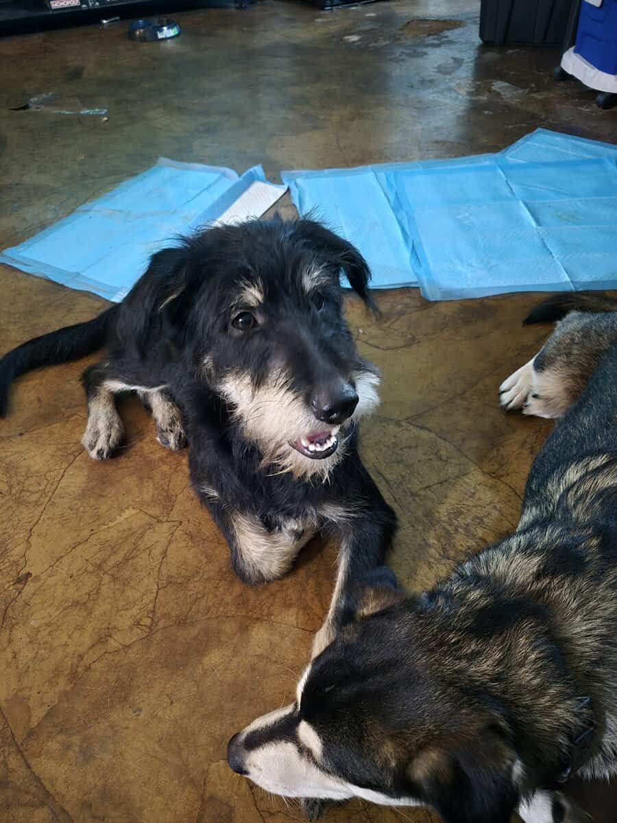 German- husky/ poodle image 2